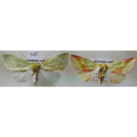 Pseudoips prasinana (Linnaeus, 1758) pair Zielonka ukośnica Czech54f